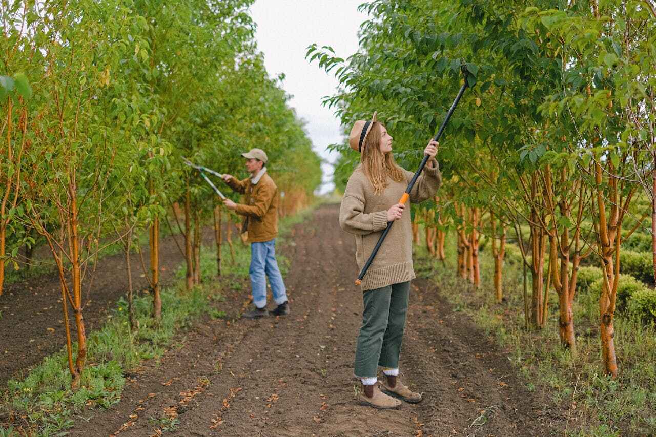 Tree Fertilization and Soil Improvement